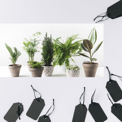 Ribbon cera premium - Deco Ribbon